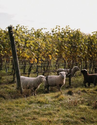 Atlantic Canada Sheep on a vineyard
